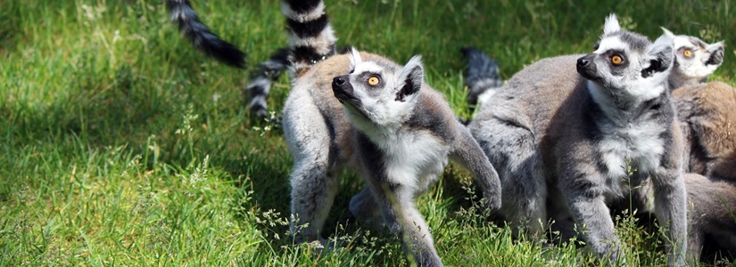 Reisen nach Madagaskar