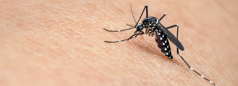 Mückcenstiche - Übertragung von Zika Mückcenstiche - Übertragung von Zika